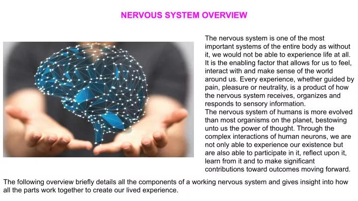 nervous system overview