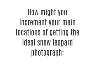 Snow Leopard Photography