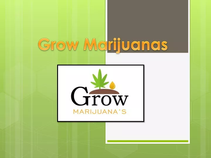 grow marijuanas