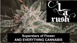 superstars of flower and everything cannabis