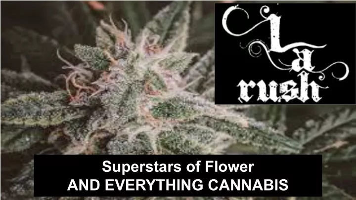 superstars of flower and everything cannabis