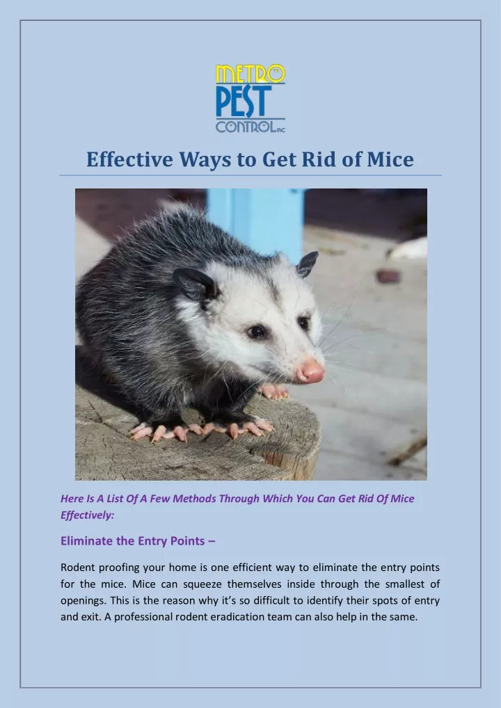effective ways to get rid of mice