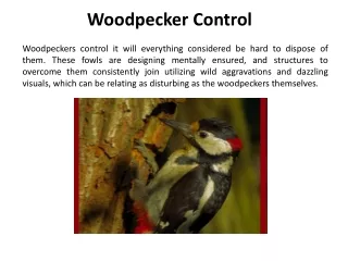 woodpecker control