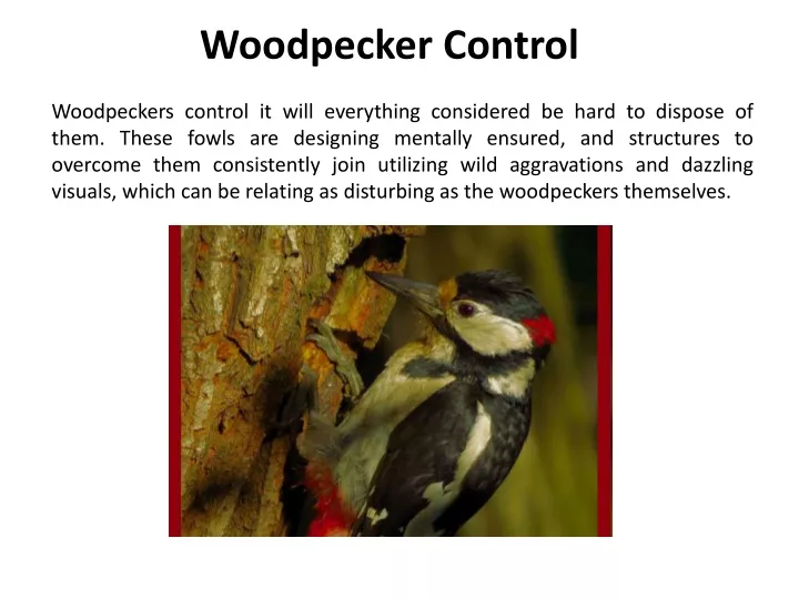 woodpecker control