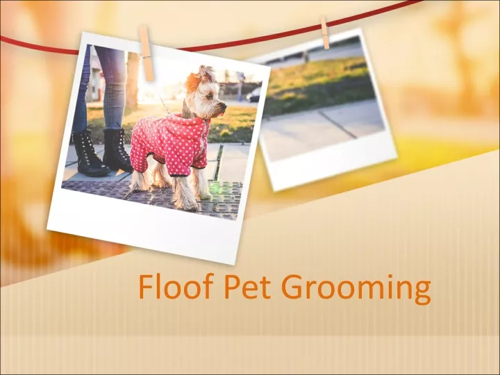 floof pet grooming