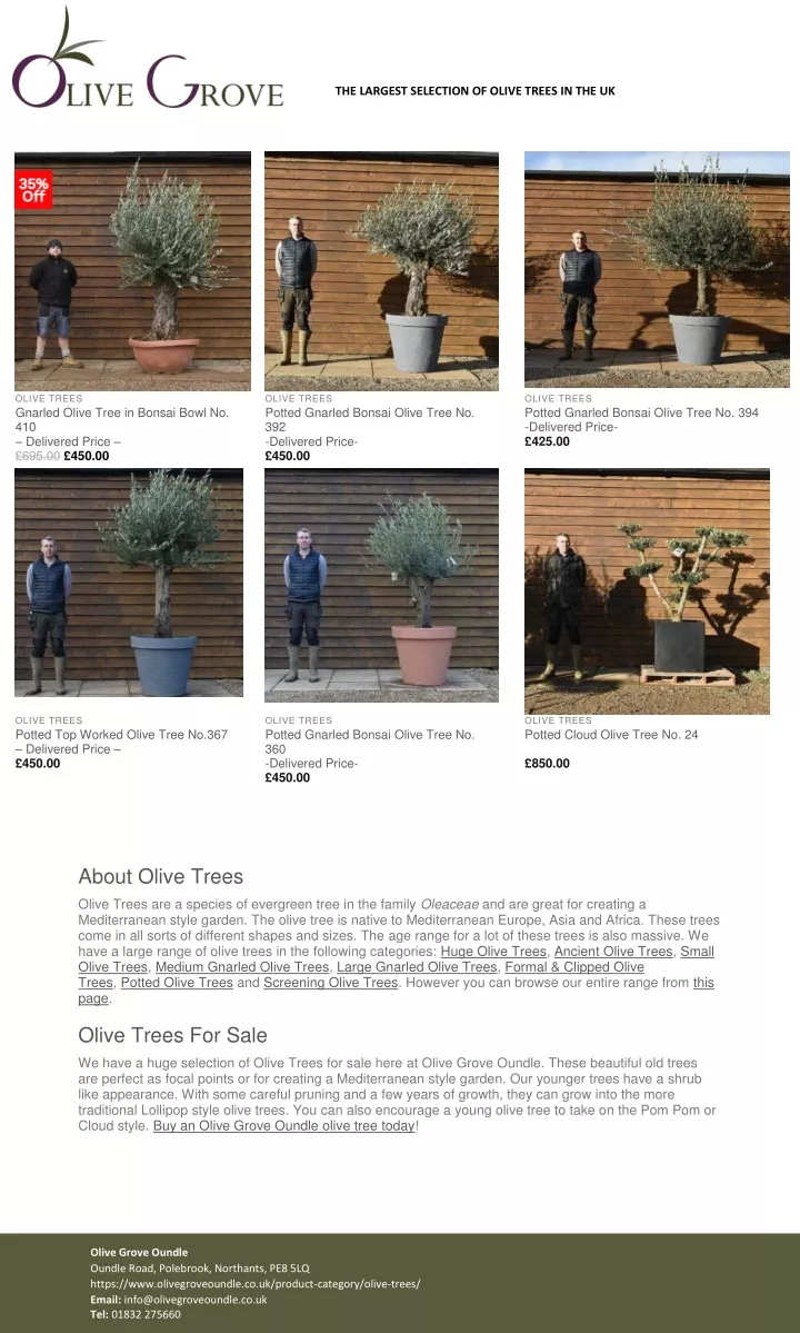 the largest selection of olive trees in the uk