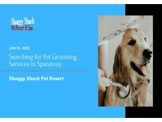 Dog Grooming service in Spanaway