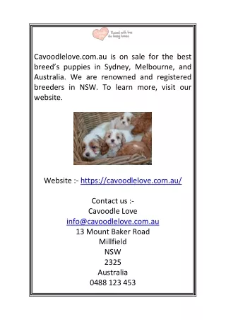 Cavoodle Puppies For Sale Sydney | Cavoodlelove.com.au