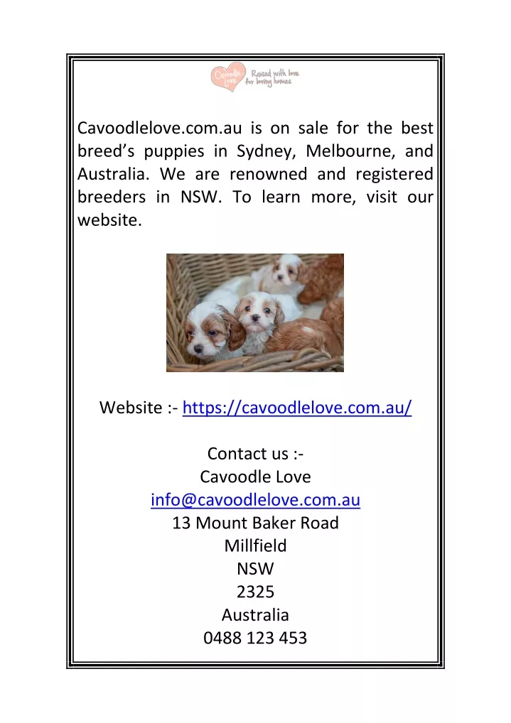 cavoodlelove com au is on sale for the best breed