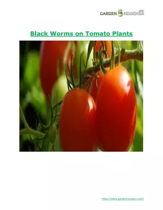 black worms on tomato plants