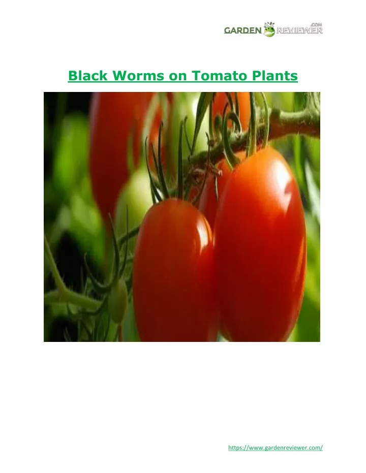 black worms on tomato plants