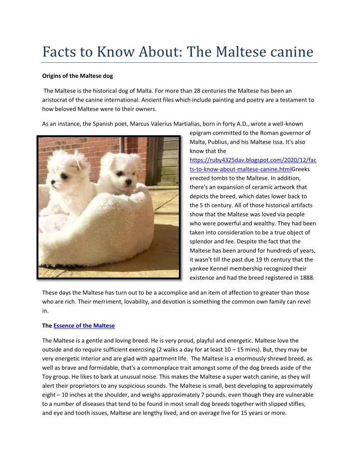 facts to know about the maltese canine