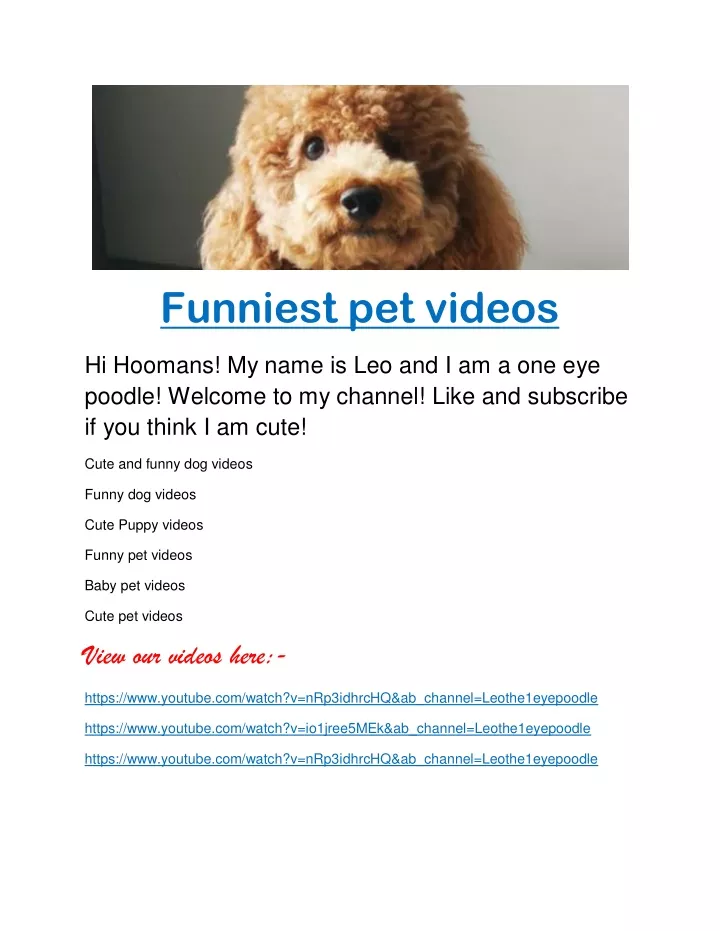 funniest pet videos