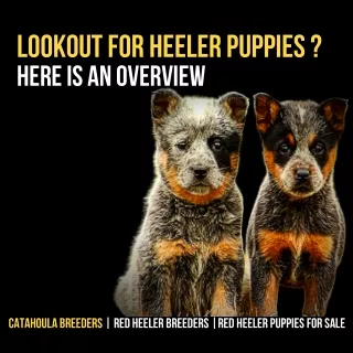 Lookout for Heeler Puppies? Here is an Overview