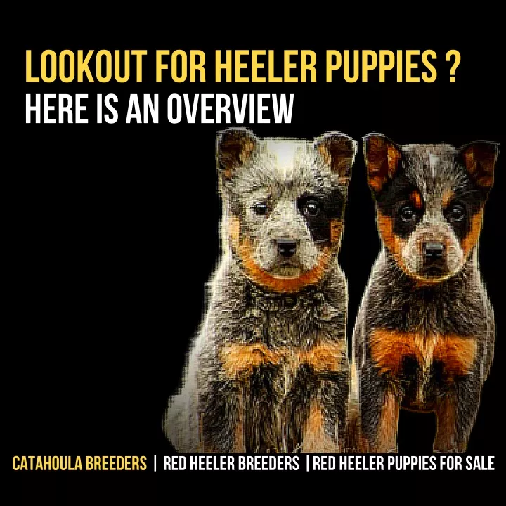lookout for heeler puppies
