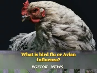 what is bird flu or avian influenza