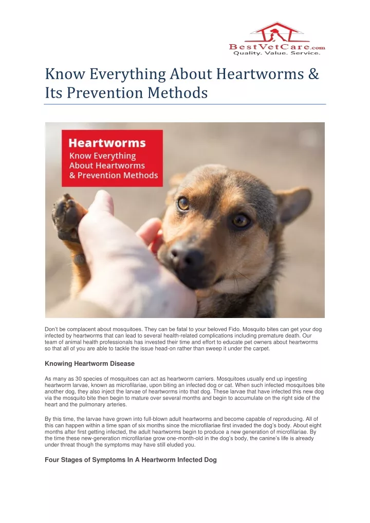 know everything about heartworms its prevention