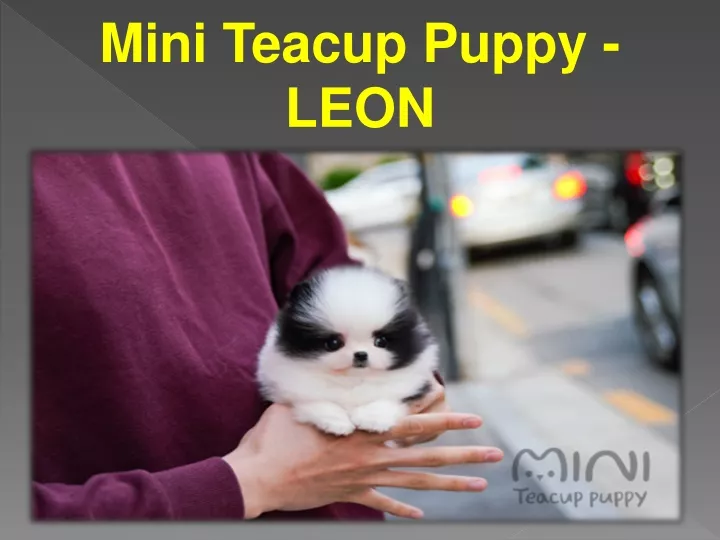 mini teacup puppy leon
