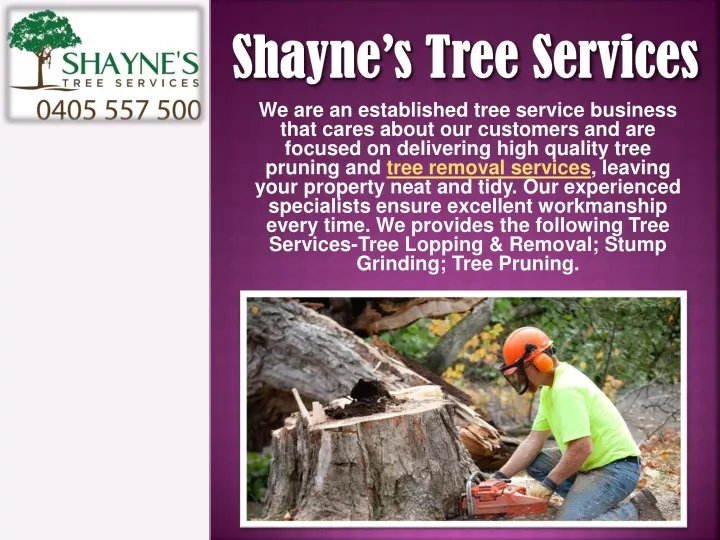 shayne s tree s ervices