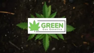 Best Sativa Strains | Buy CBD Cigarettes | Marijuana Concentrates