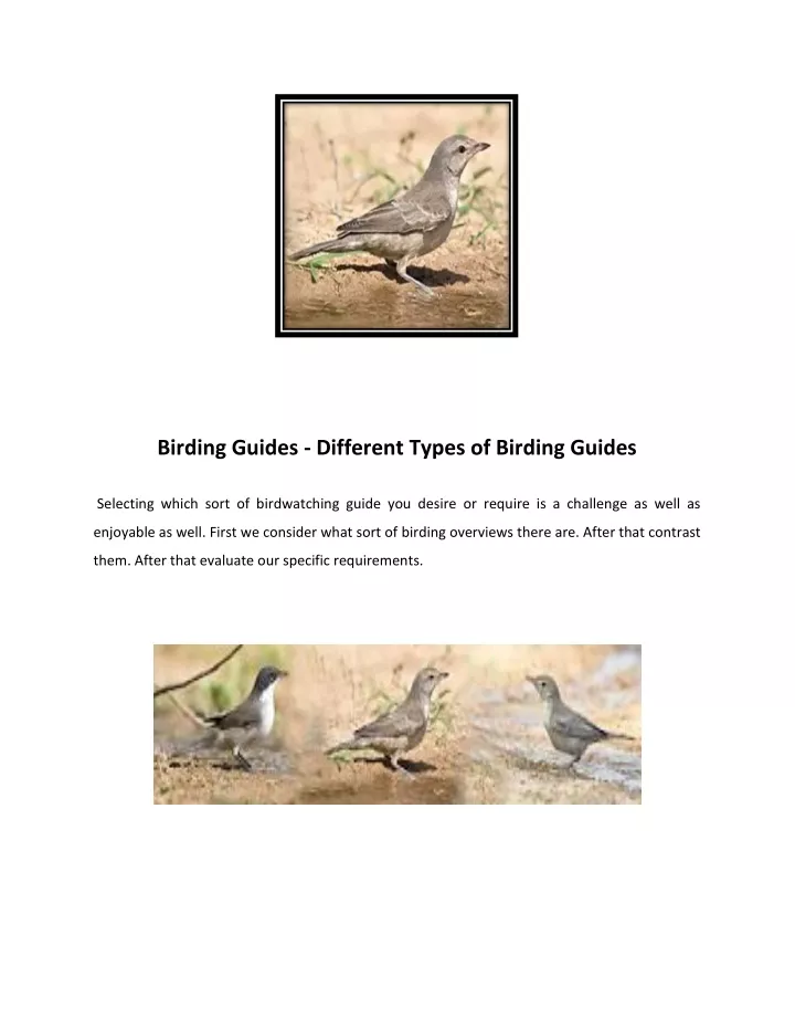 birding guides different types of birding guides