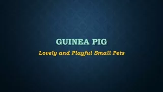 American Guinea Pigs are available for Wholesale in Kanpur ,Delhi ,Lucknow ,Kolkata.