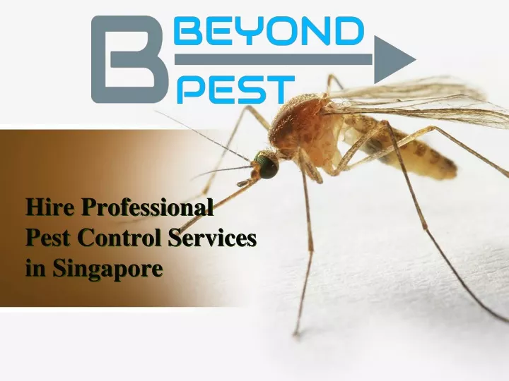 hire professional pest control services in singapore