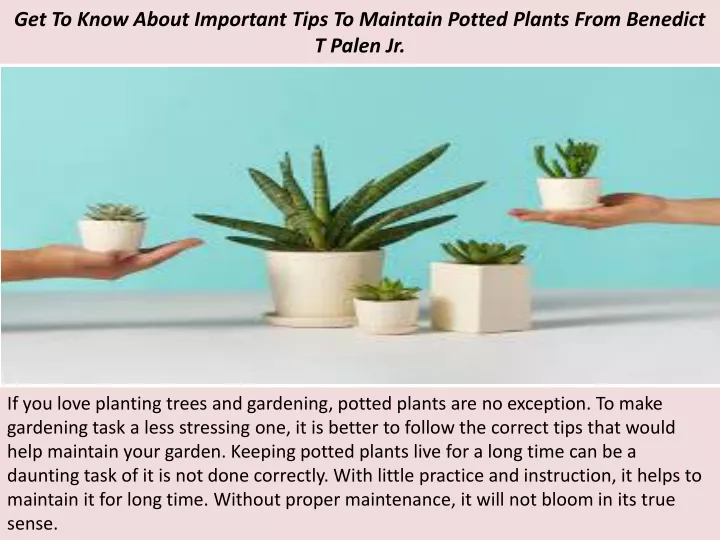 get to know about important tips to maintain potted plants from benedict t palen jr