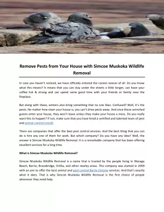 Remove Pests from Your House with Simcoe Muskoka Wildlife Removal