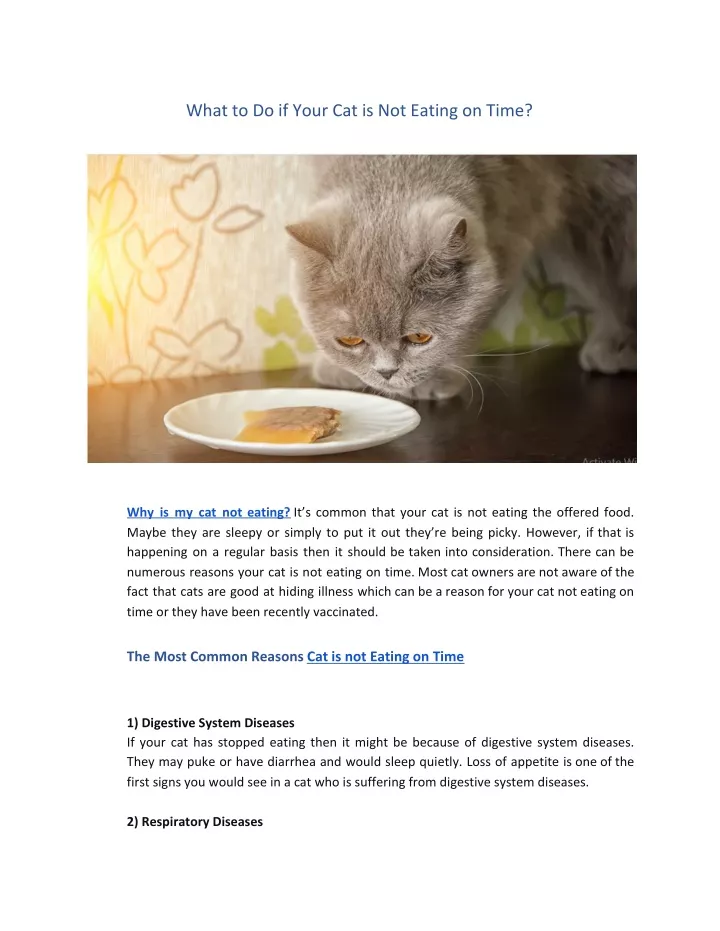 what to do if your cat is not eating on time
