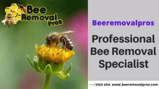 Professional Honey Bee Removal Specialist | Beeremovalpros