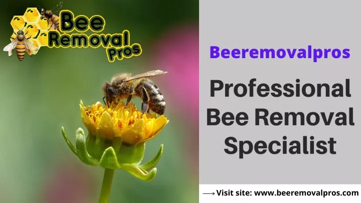 beeremovalpros