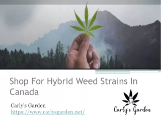 Shop For Hybrid Weed Strains In Canada - Carly's Garden