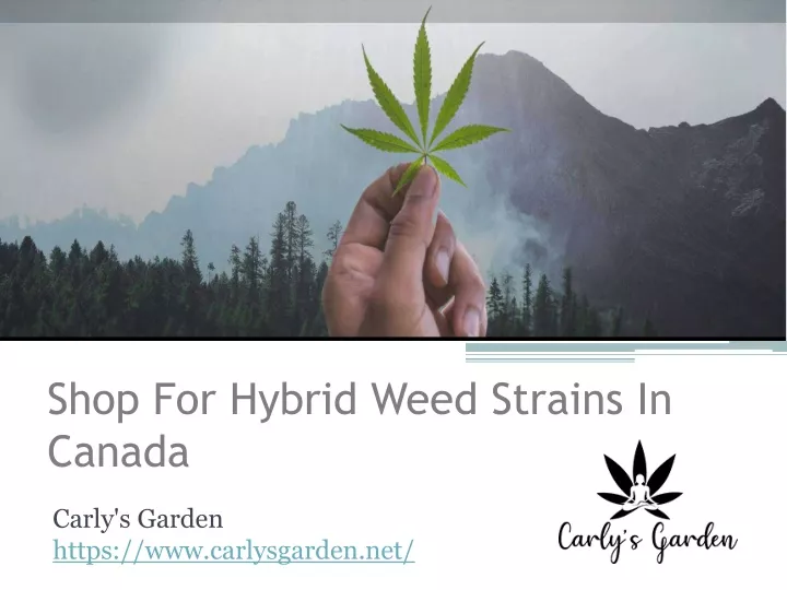 shop for hybrid weed strains in canada
