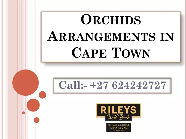 orchids arrangements in cape town