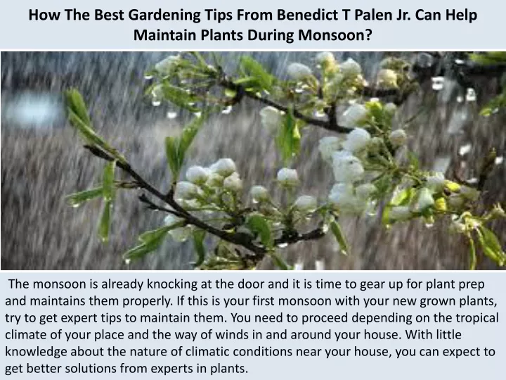 how the best gardening tips from benedict t palen jr can help maintain plants during monsoon