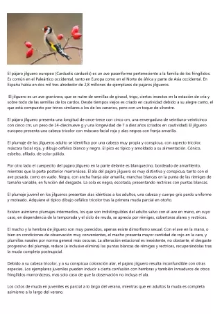Que opina la gente sobre el pajaro jilguero - 79
