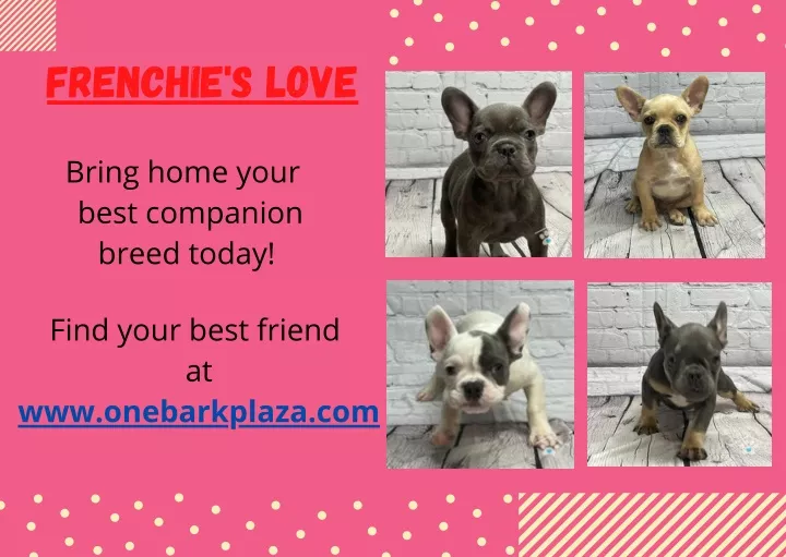 frenchie s love