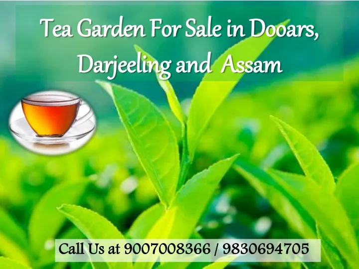 t ea garden for sale in dooars darjeeling