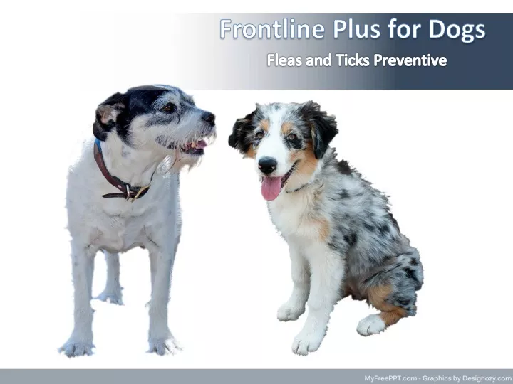 frontline plus for dogs