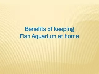 Benefits Of Keeping Fish Aquarium At Home