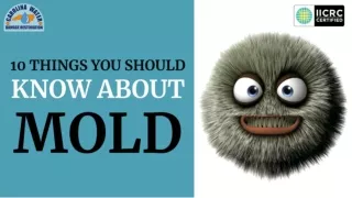Mold Remediation Expert Charlotte Share 10 Things You Should Know About Mold