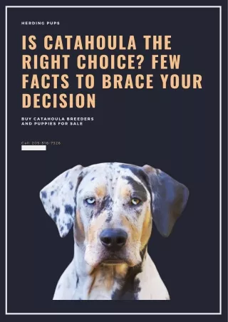 Is Catahoula the Right Choice? Few Facts to Brace your Decision By Herding Pups