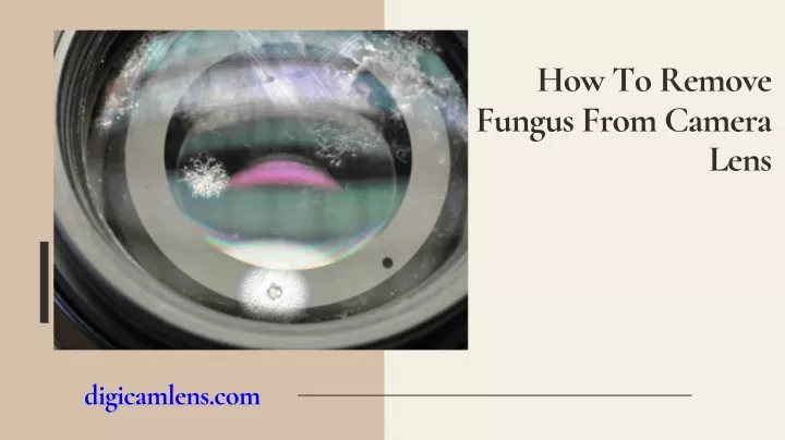 how to remove fungus from camera lens