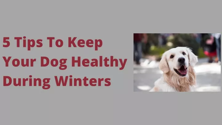 5 tips to keep your dog healthy during winters
