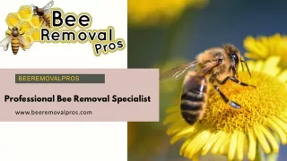 Professional Bee Removal Specialist | Beeremovalpros