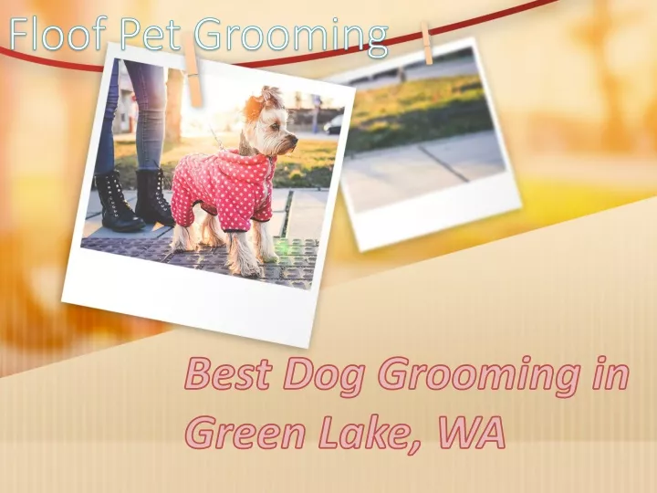 best dog grooming in green lake wa