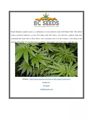 purple elephant cannabis strain is a combination