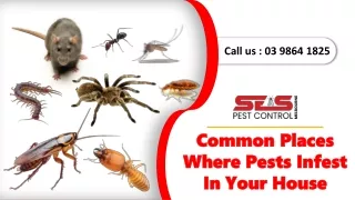 Common Places Where Pests Infest In Your House