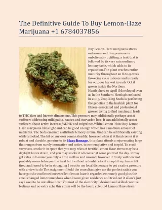 the definitive guide to buy lemon haze marijuana